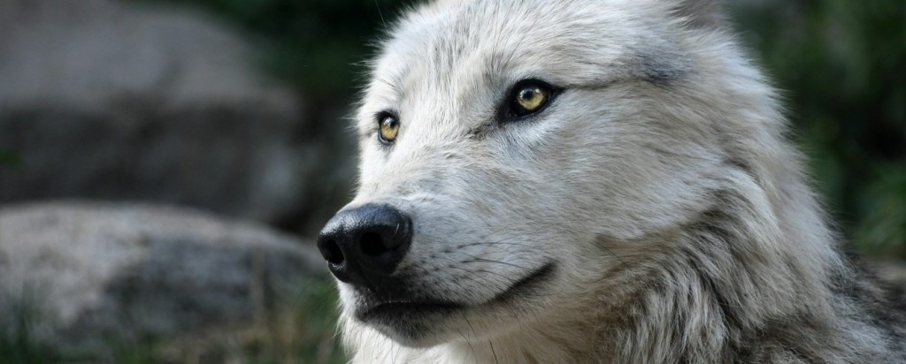 wolf new