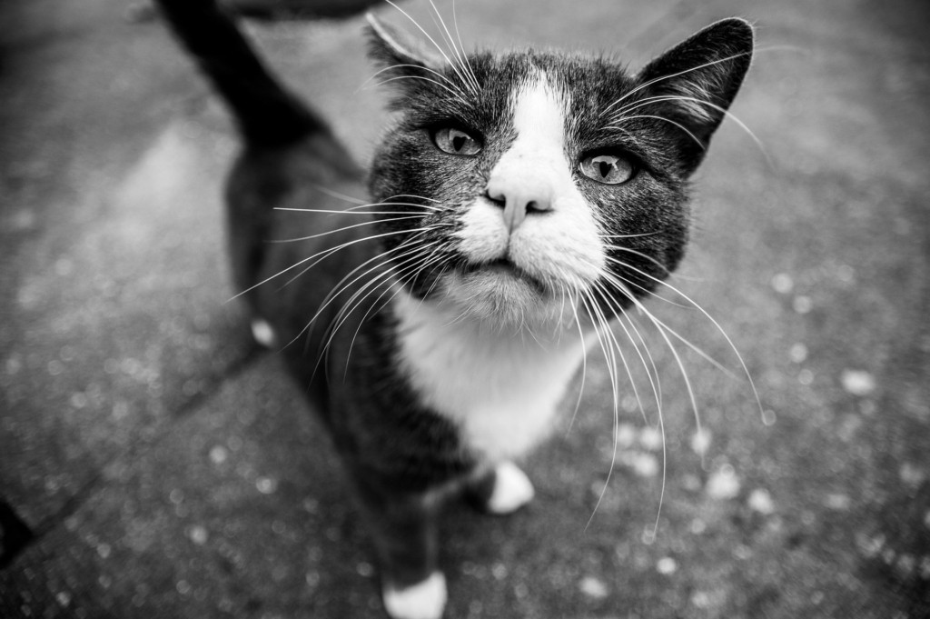 cat-g20d0fb8a0_1920
