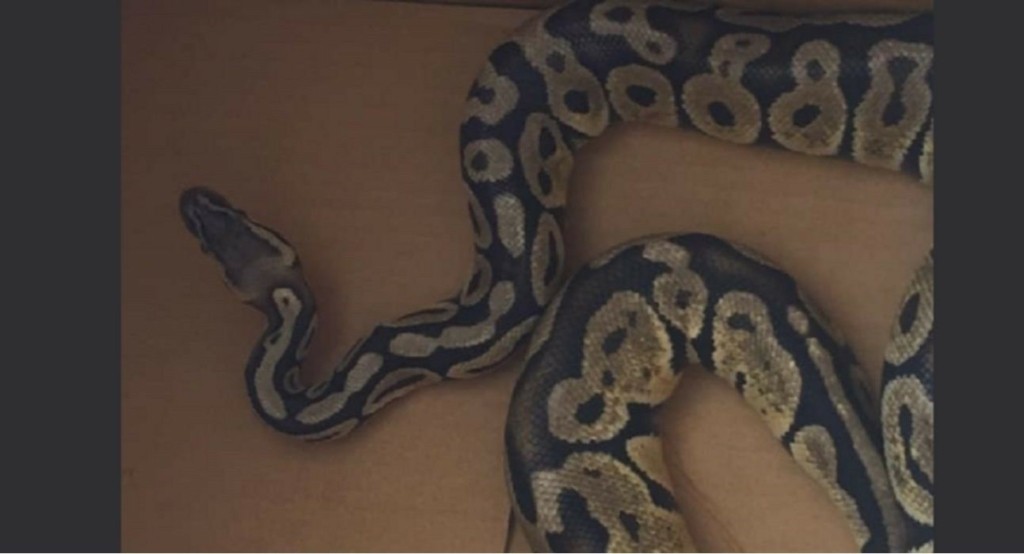 pythonas_new