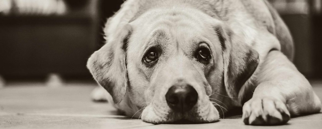 sad dog new
