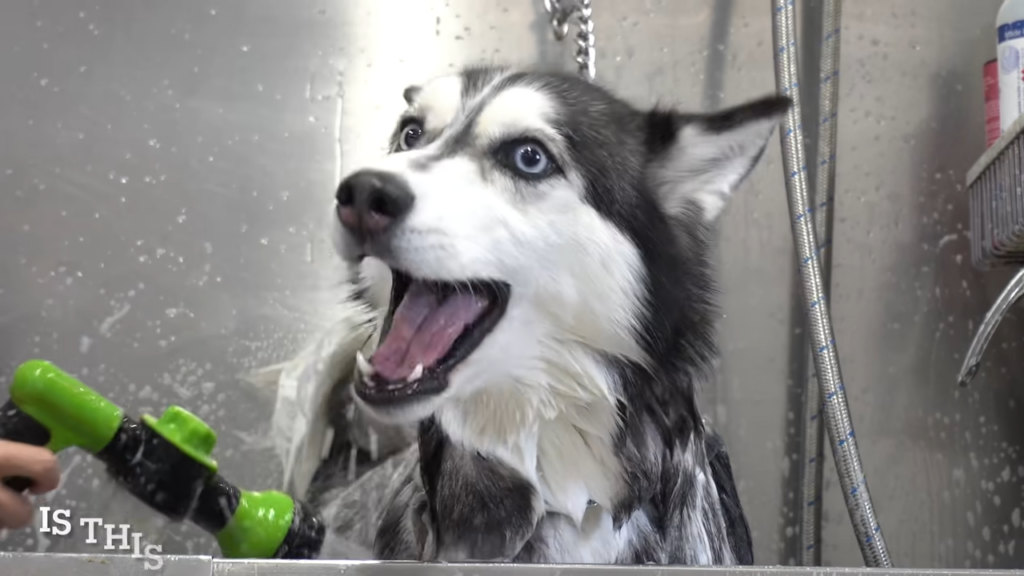 Lunatic Husky swears at me her whole groom 0-31 screenshot