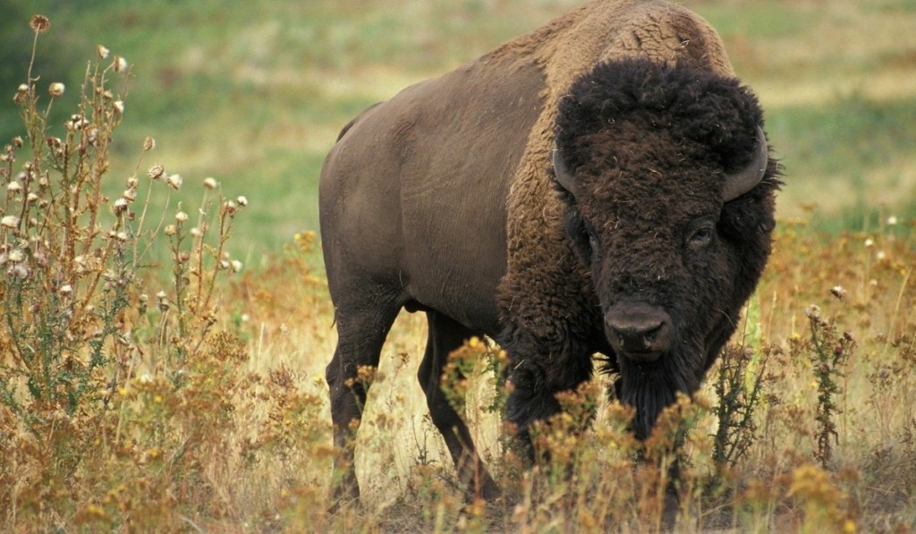bison_new