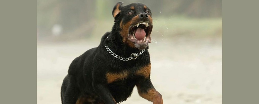 Rottweile_new