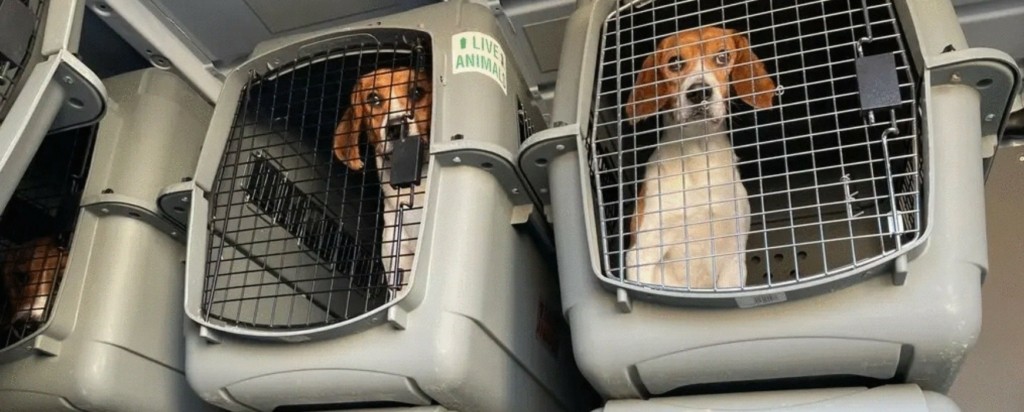 beagles-new