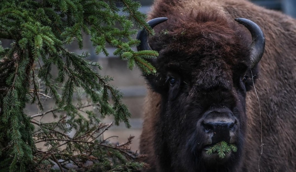 bison