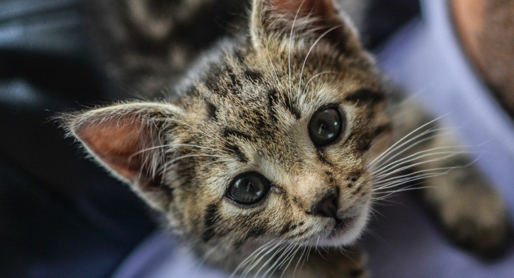 little cat new