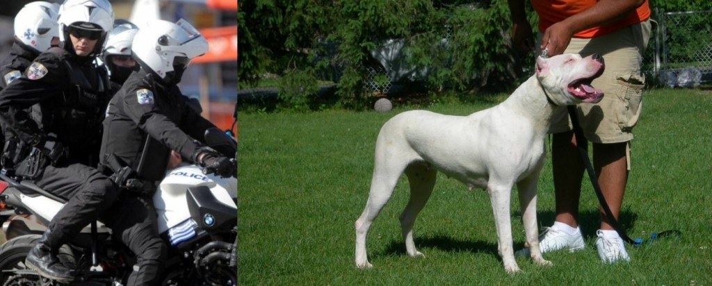 dogo argentino