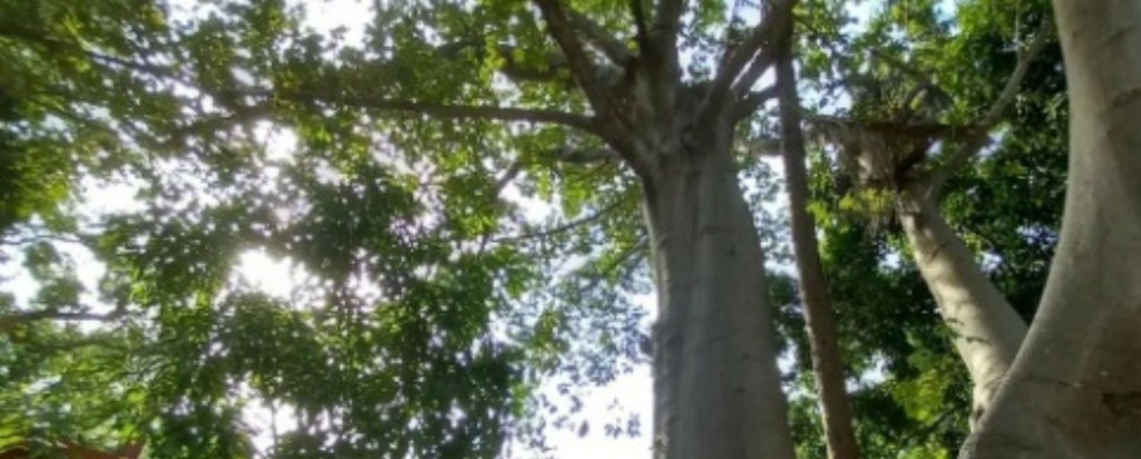 trees