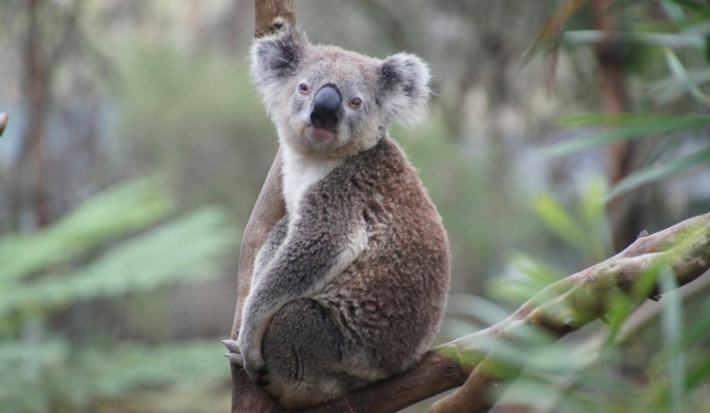 koala_new