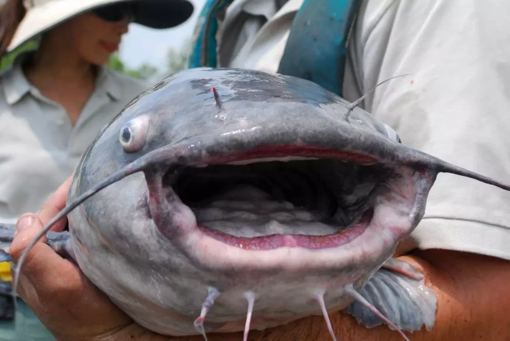 blue-catfish-face-1536×1028