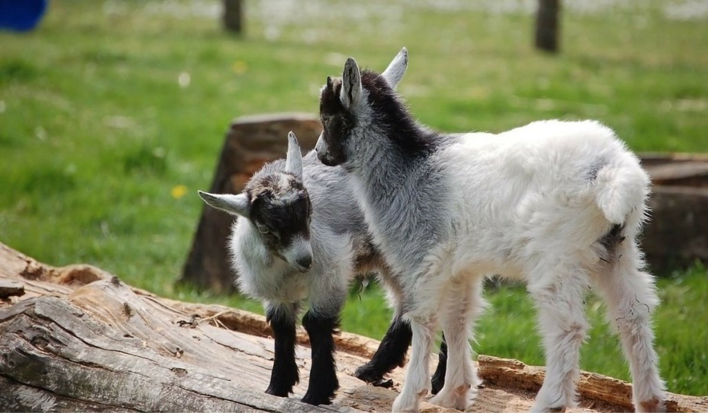 pygmy_goats_new