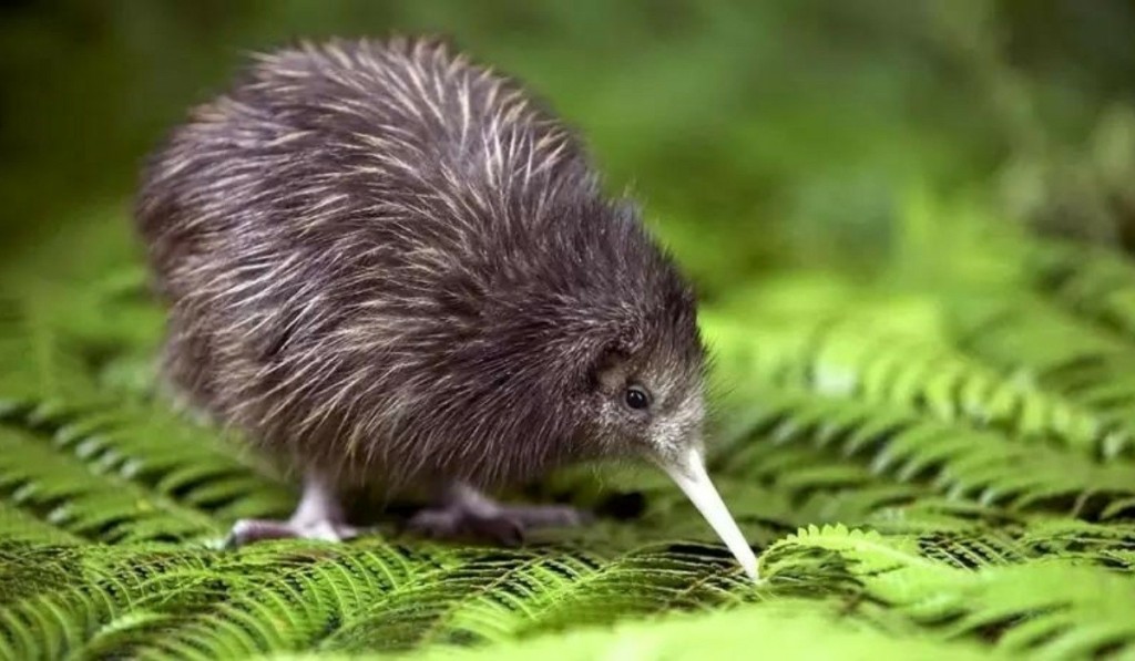 kiwi