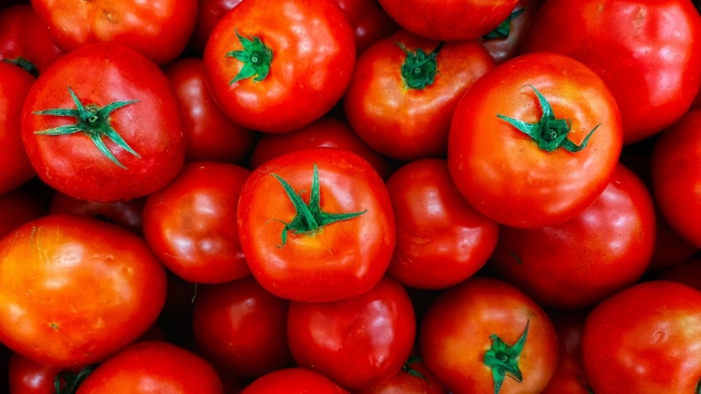 tomatoes