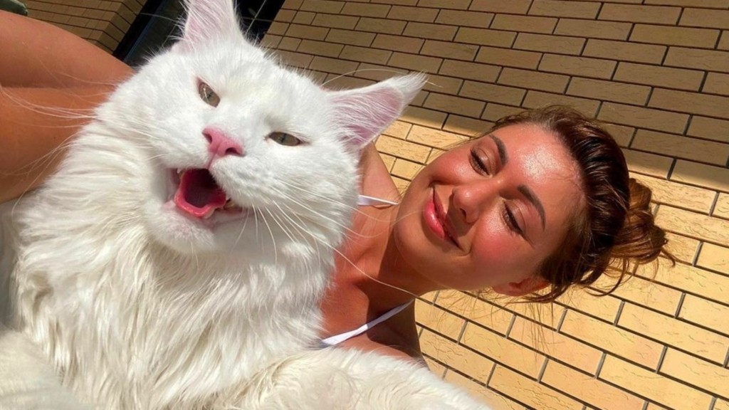 gatos