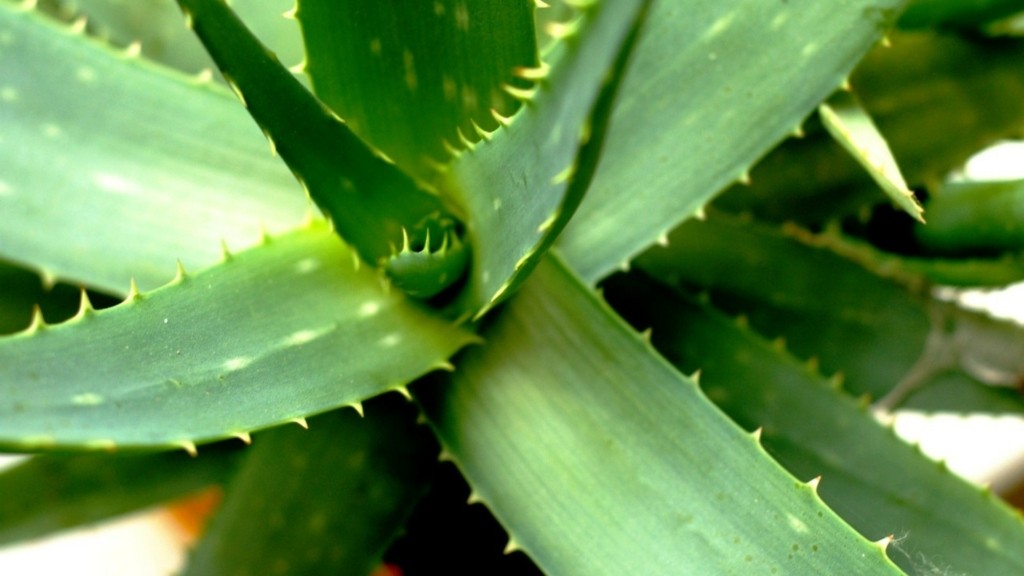 aloe