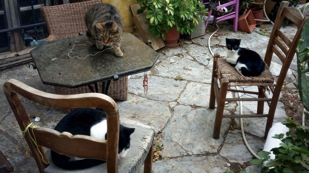 cats_new
