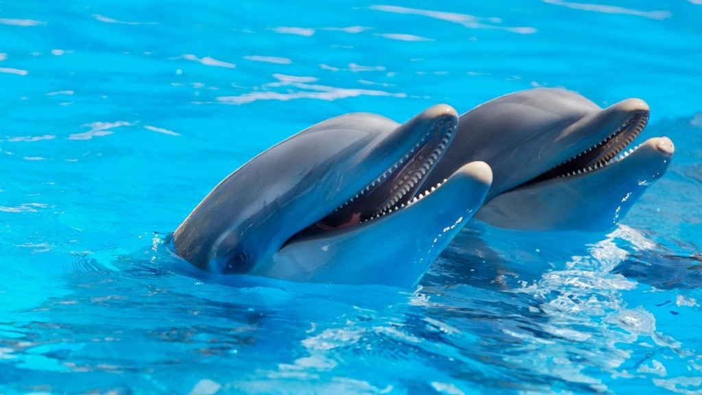 delfinia new