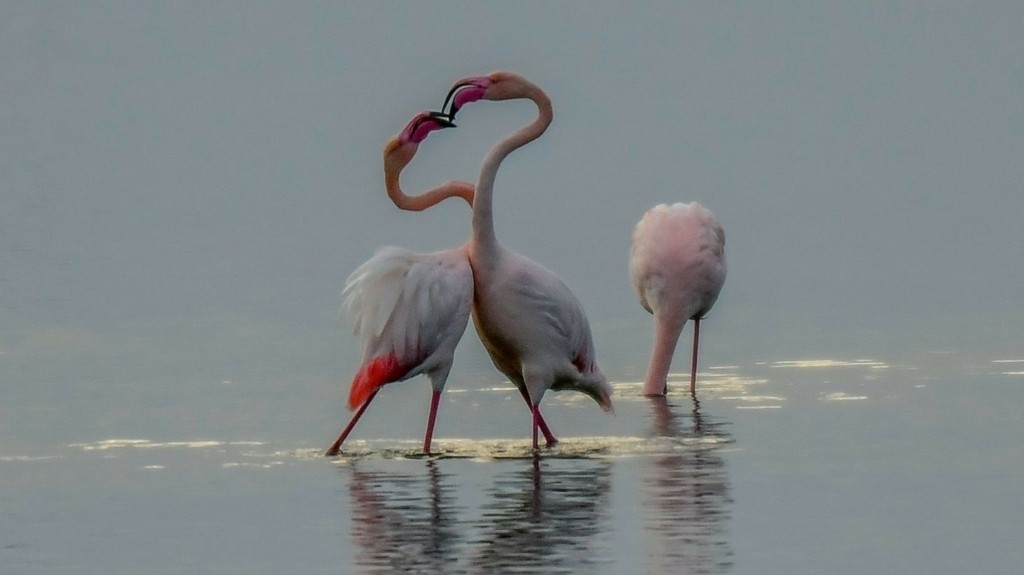flamingo_new