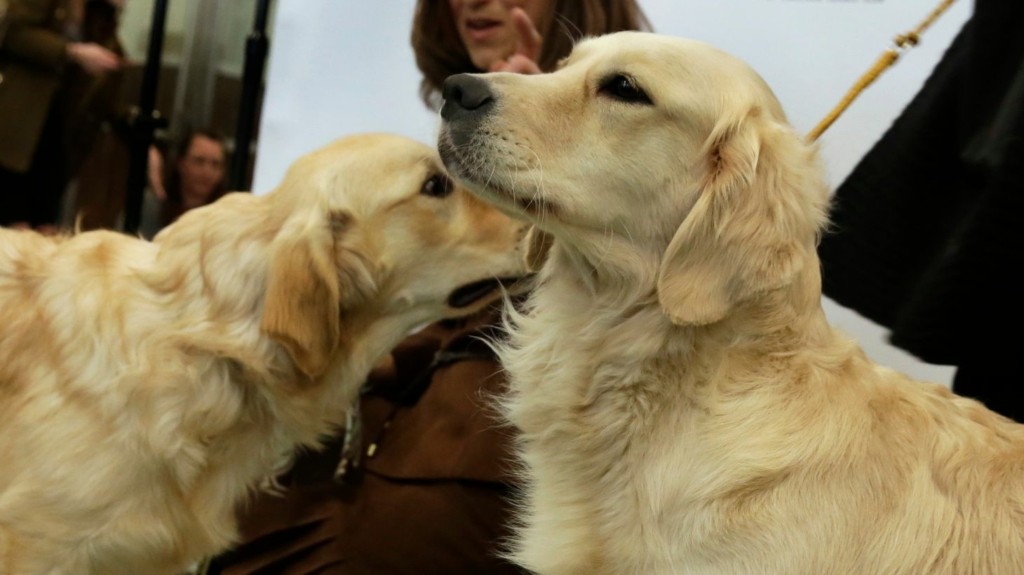 golden retriever