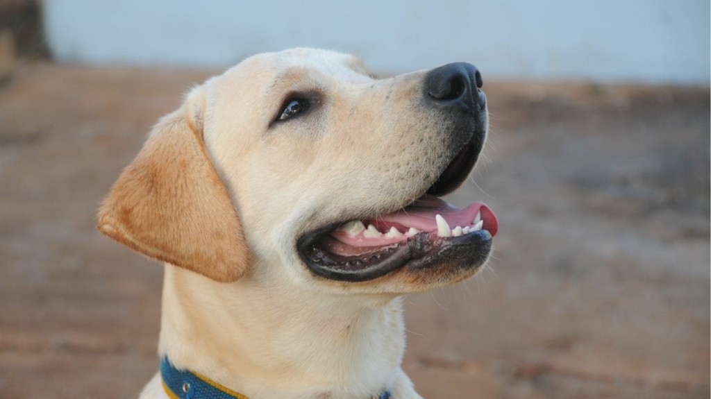 labrador