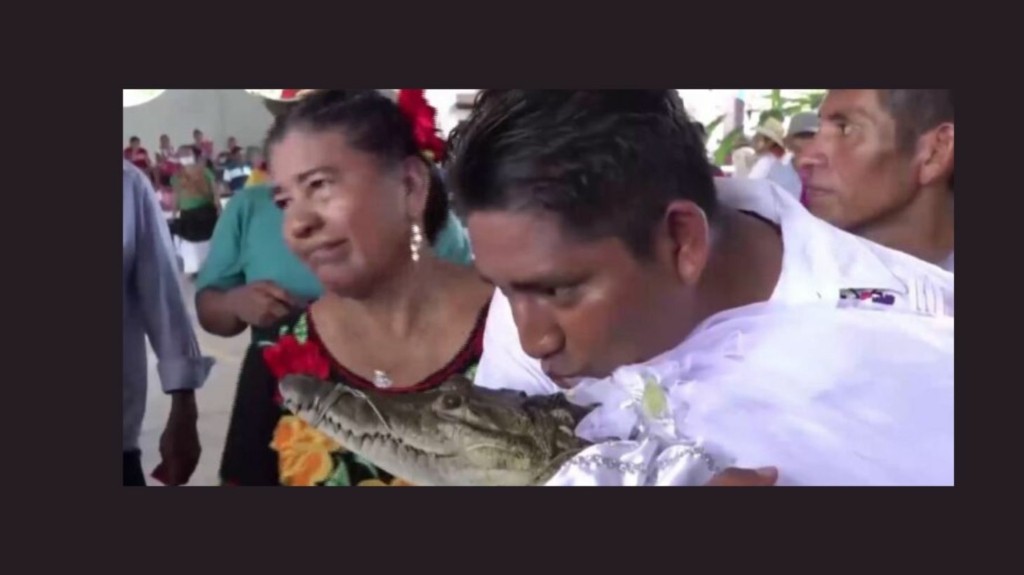 mexico_gamos_aligatoras