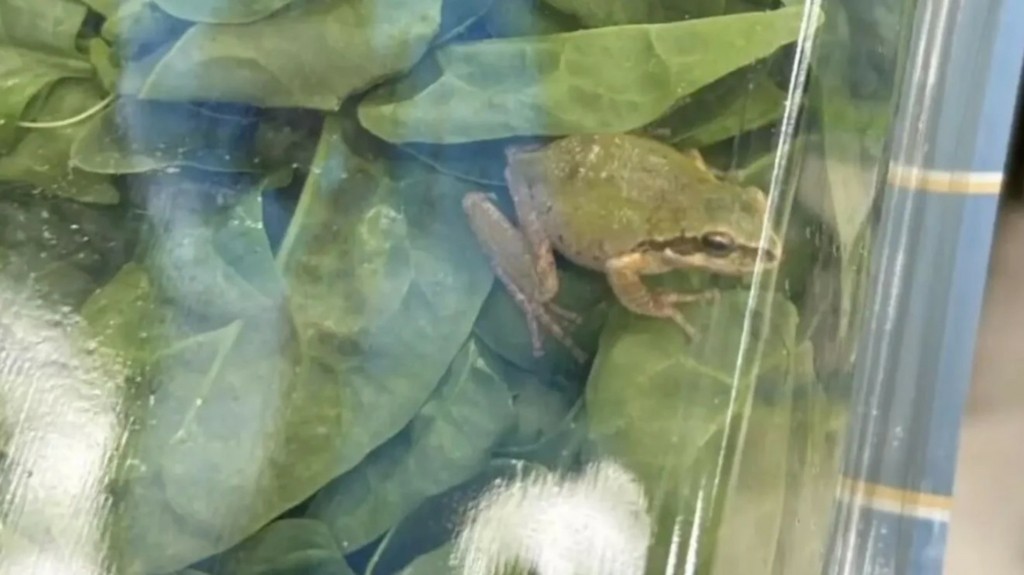 vatraxos