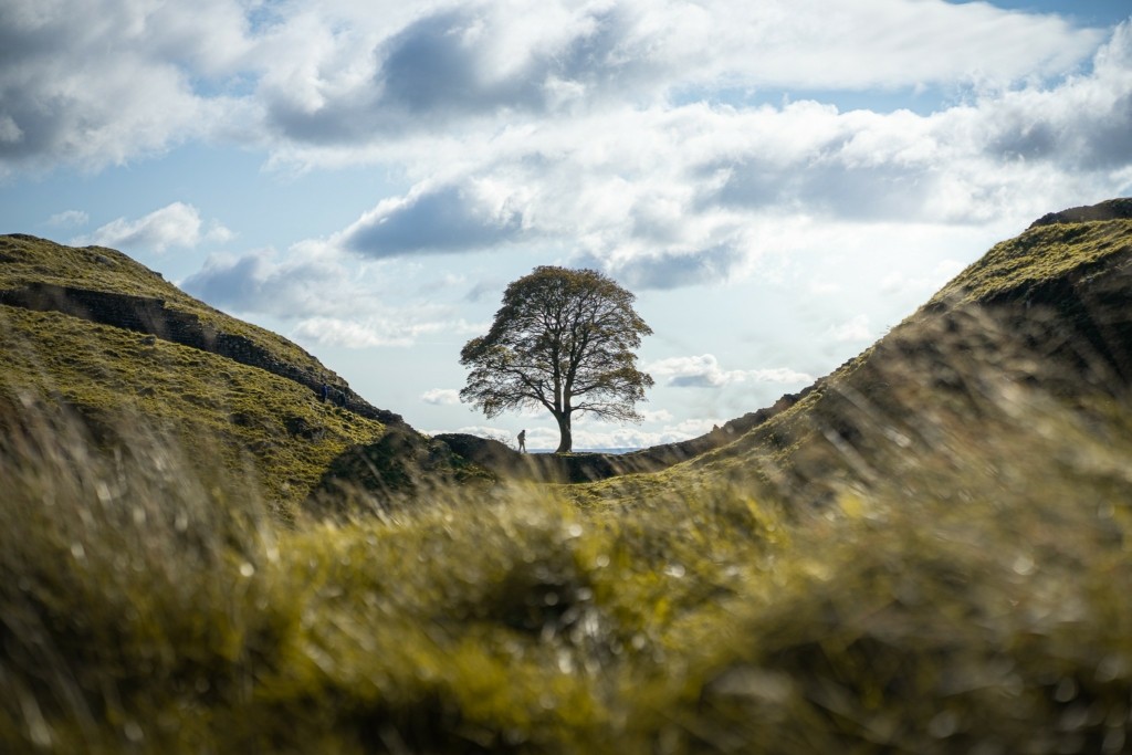 Sycamore_Gap_Tree_arbre