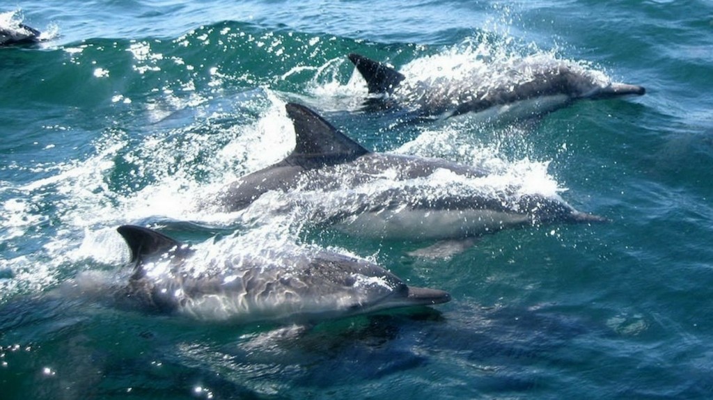delfinia-new