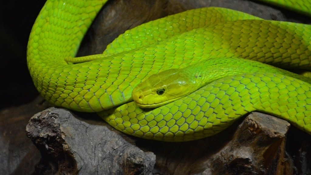 Green mamba