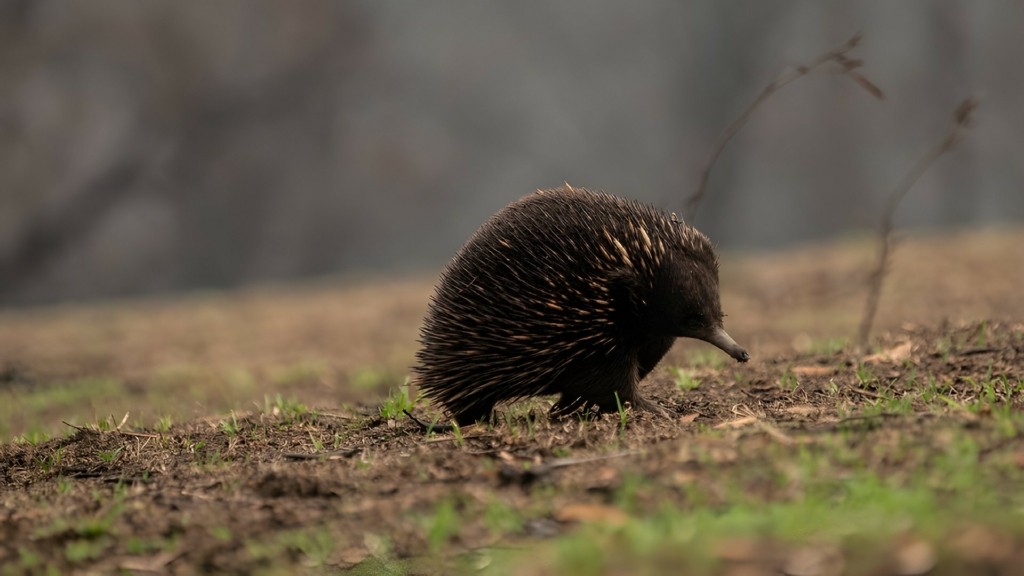 echidna_1011_1920-1080_new