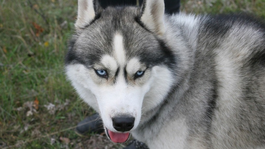 dog new