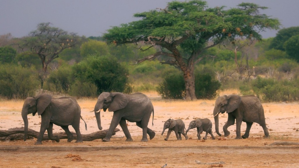 zimbabwe_ELEPHANTS