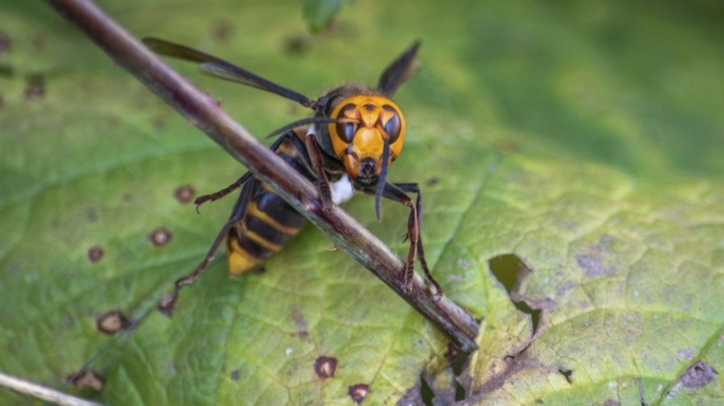 asian-hornet_1601_1460-820_new