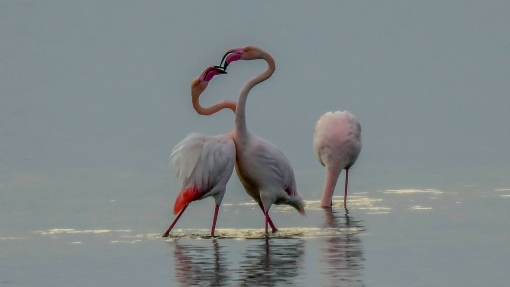 flamingko