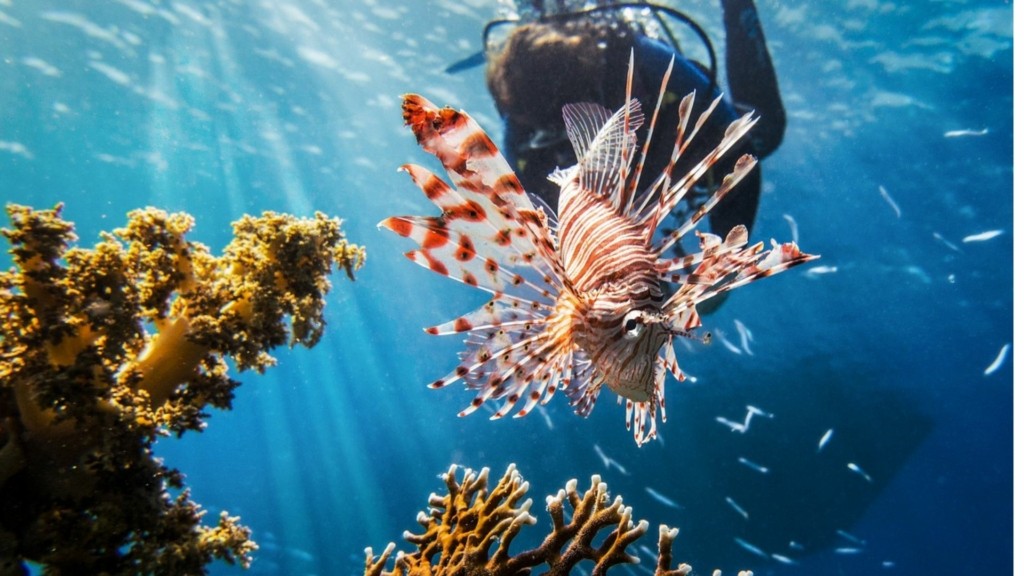 lionfish new