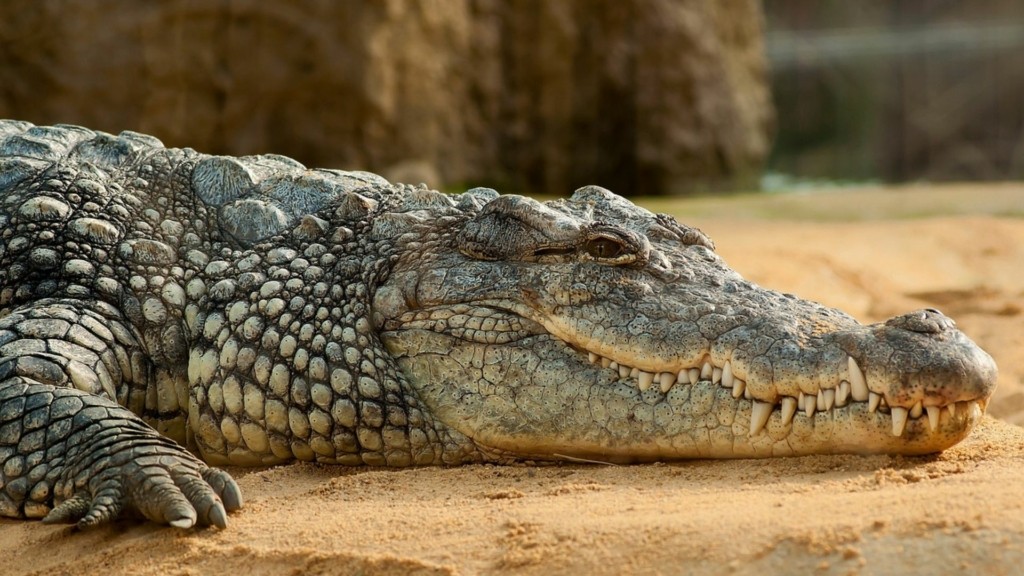 crocodile new