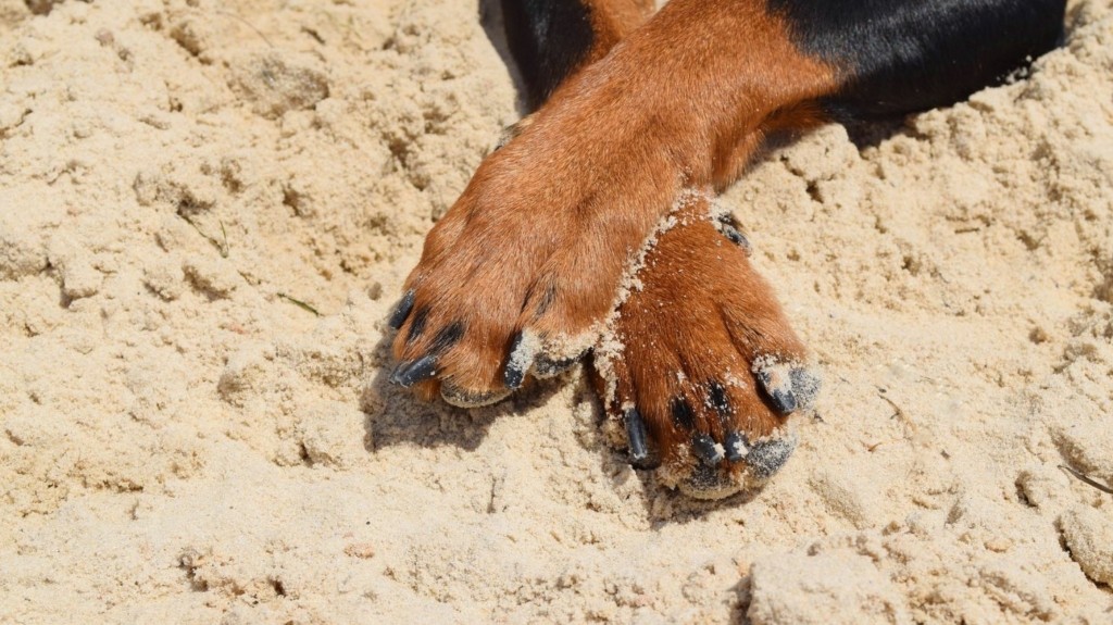 dog_paws