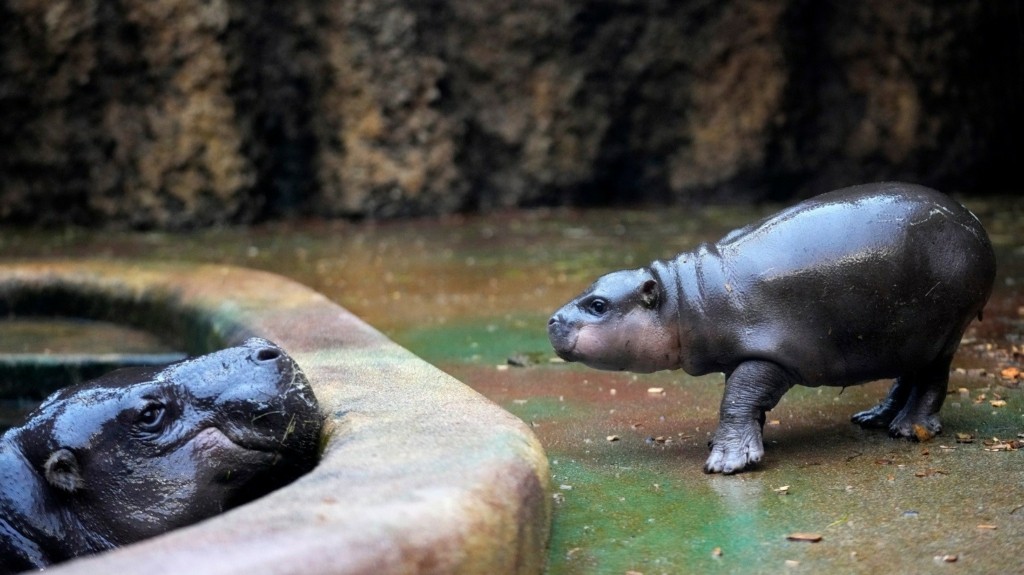 pygmy hippo