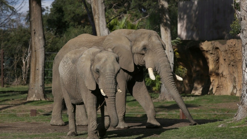 elephants