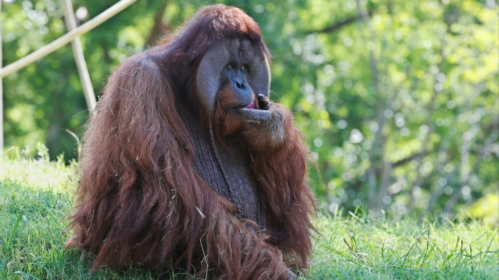 Orangutan