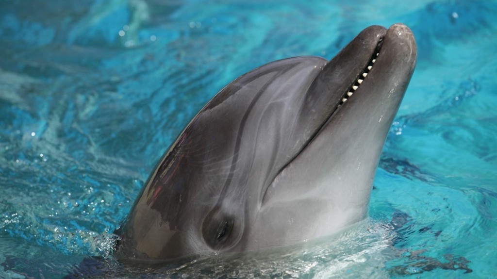 delfini_new