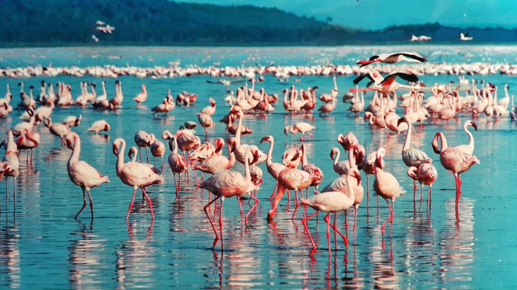 flamingo_pixabay