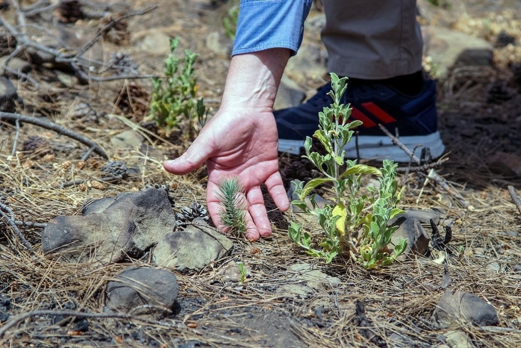 Nova_Ρόδος_Photo 1