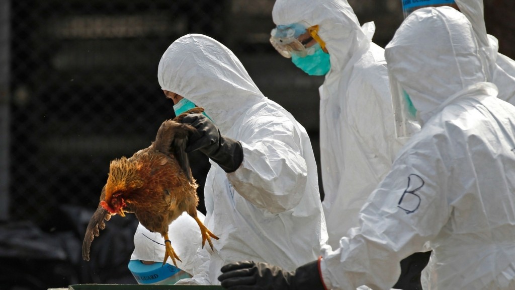 bird flu