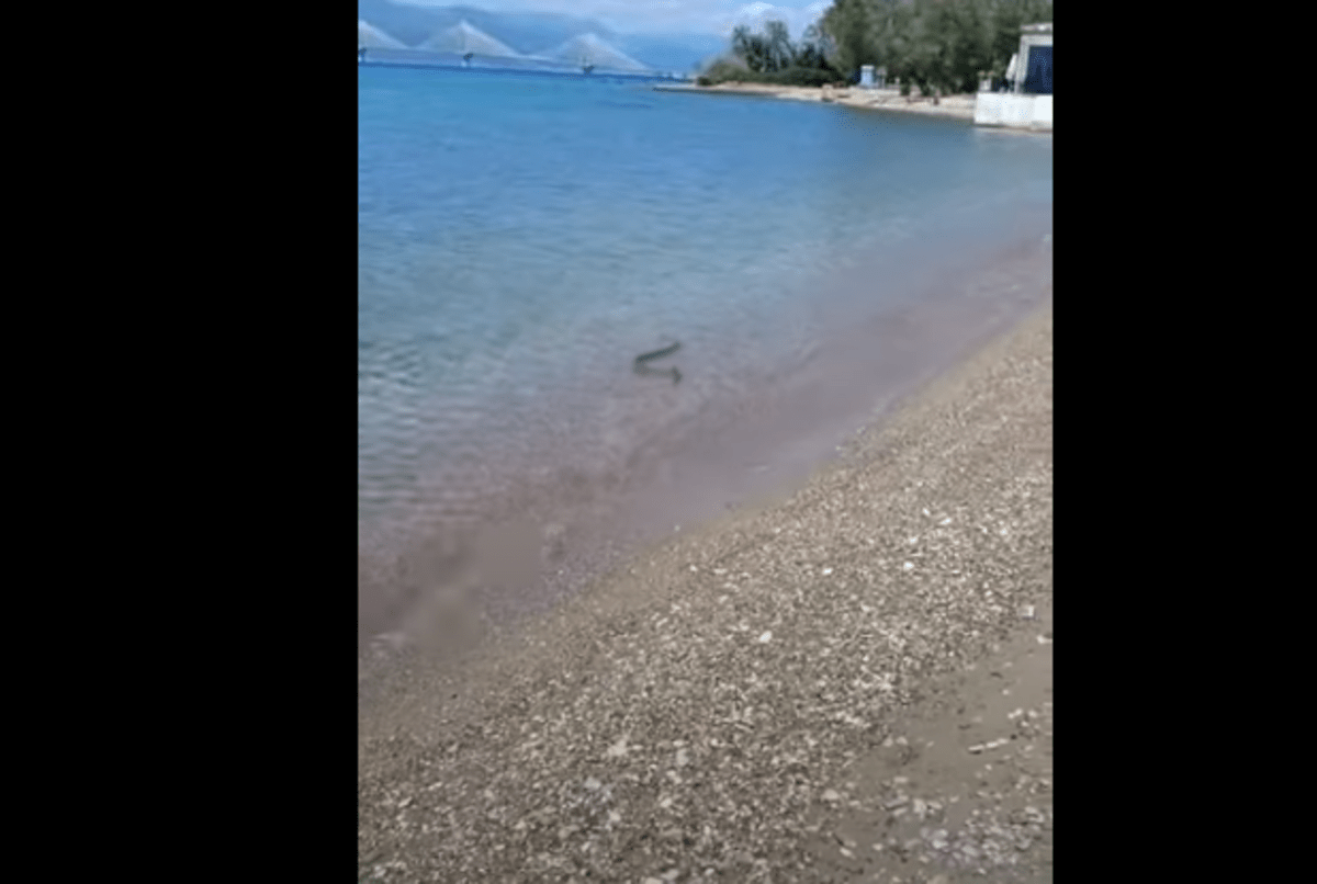 Πάτρα: Μεγάλο φίδι κολυμπούσε δίπλα σε λουόμενους (Video) | topontiki.gr