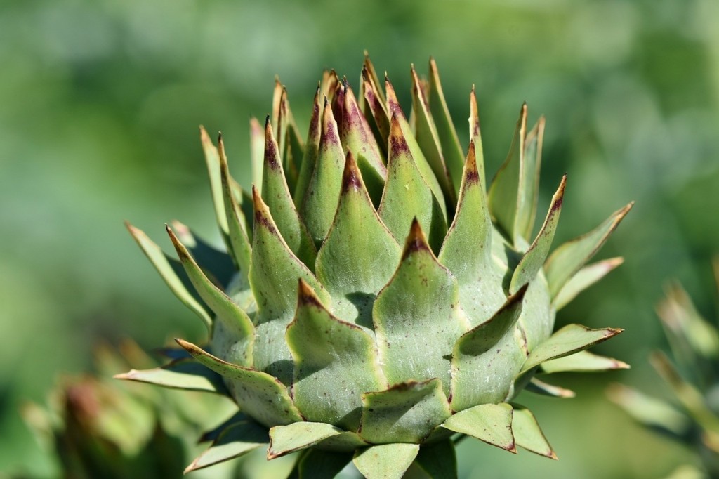 AGINARA