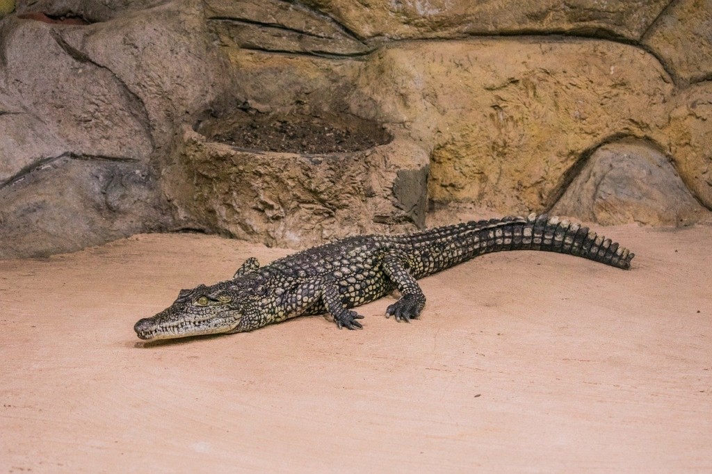 krokodeilos