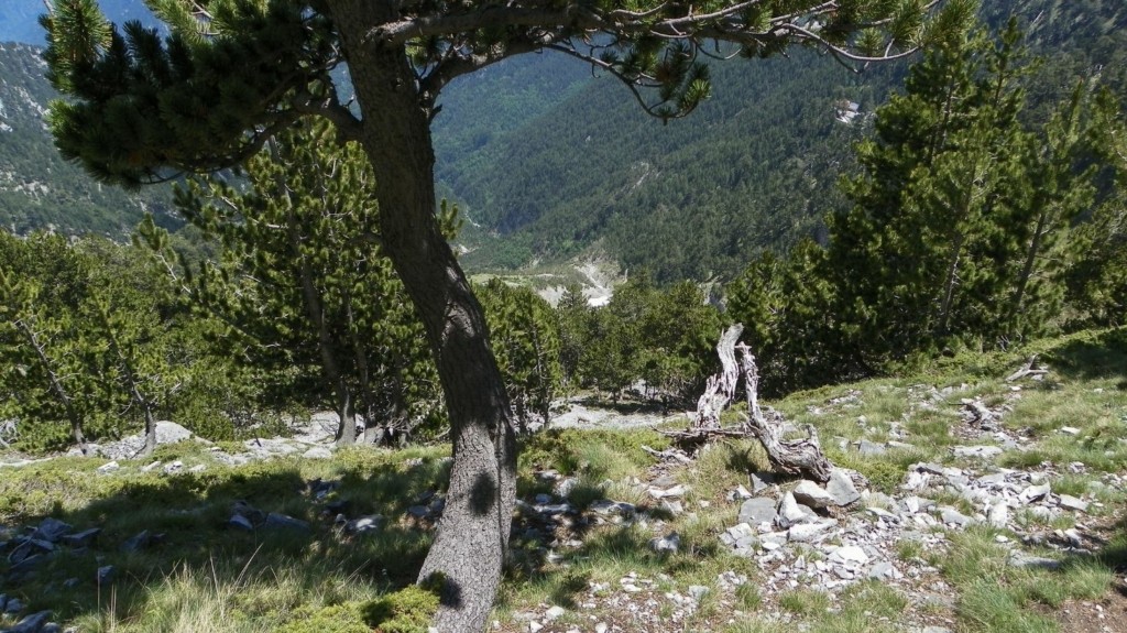 olympos_new