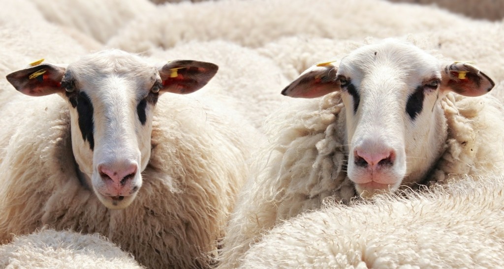 sheep-2292802_1920