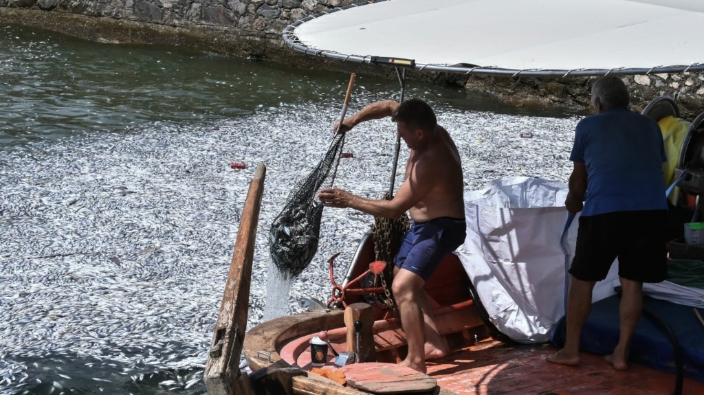 PSARIA_PARALIA